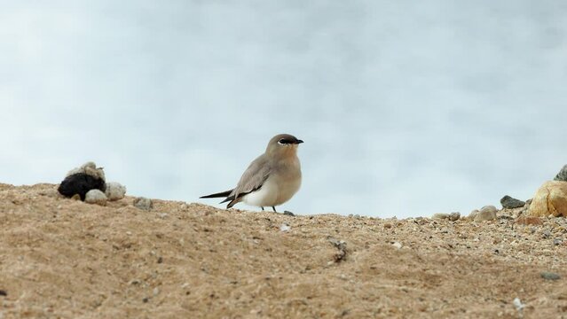 Small pratincole the birds stand alone on the rocks.
