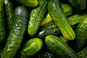 Fresh juicy clean cucumbers lying tightly next to each other. Preparing for conservation and salting.