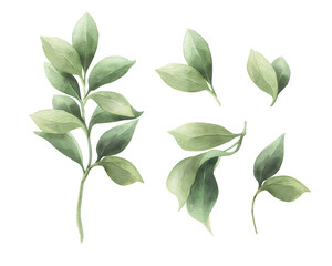 Naklejka premium Watercolor green leaves isolated. Botanical watercolor illustration set on transparent.