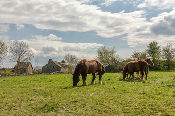 Draft horses in the meadow in the Cevennes, Occitania, France