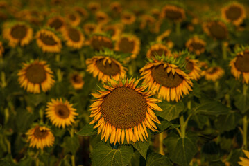 one Beautiful sunflower sunrise  with a natural background. Selective focus.   golden light, Sunflower blooming. Close-up of sunflower. yellow behind oange hand Moldova