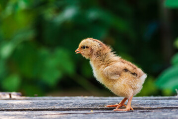 little kid chick standing on wooden background in man male men hand black  natural background yellow cute baby  farm Newborn concept