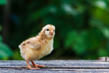 little kid chick standing on wooden background in man male men hand black  natural background yellow cute baby  farm Newborn concept