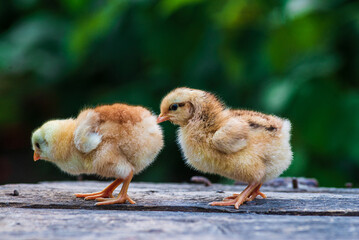 little kid chick standing on wooden background in man male men hand black  natural background yellow cute baby  farm Newborn concept