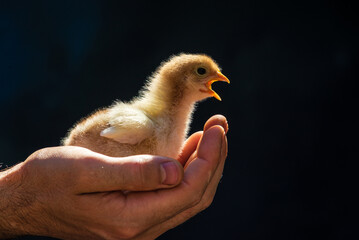 little kid chick standing on wooden background in man male men hand black  natural background yellow cute baby  farm Newborn concept