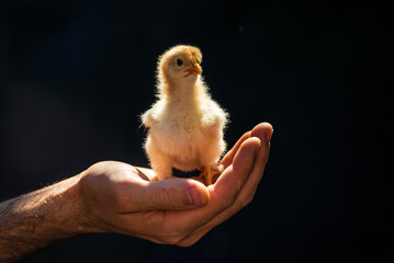 little kid chick standing on wooden background in man male men hand black  natural background yellow cute baby  farm Newborn concept