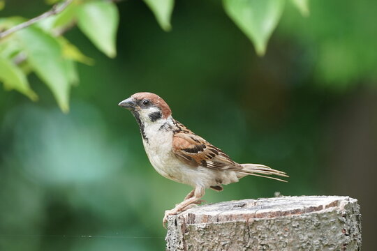 sparrow in a park