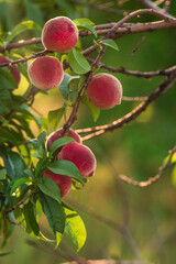 nectarines Peaches growing on a tree  branches Fresh sunset light blur green background Natural fruit.  organic  Ripe Moldova Beautiful close up