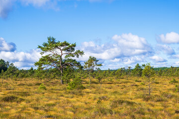 Fototapeta na wymiar Pine trees on a bog in the wilderness