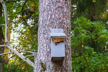 European hornet wasp nesting in a nest box