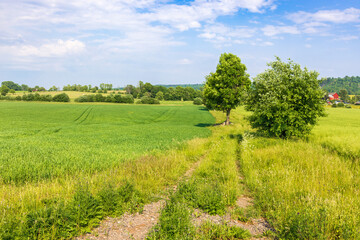 Fototapeta na wymiar Rural landscape view at green fields in the summer