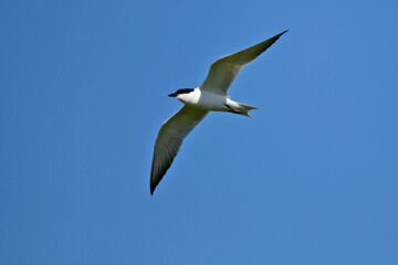 Gull-billed Tern // Lachseeschwalbe (Gelochelidon nilotica) - Axios Delta, Greece // Griechenland