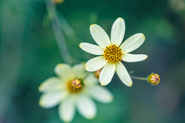Perennial Coreopsis Moonbeam in bloom