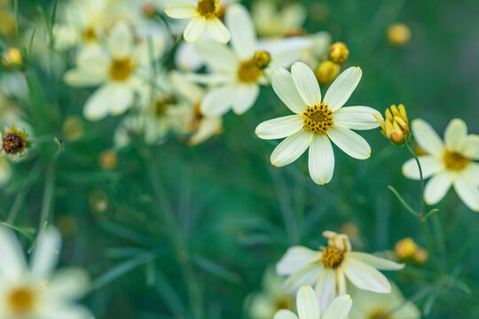 Perennial Coreopsis Moonbeam in bloom