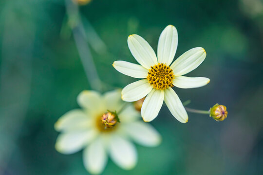 Perennial Coreopsis Moonbeam in bloom