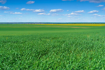 Obraz na płótnie Canvas agricultural field with young green wheat sprouts, bright spring landscape on a sunny day, blue sky as background