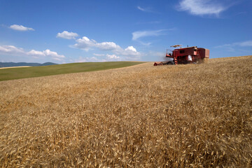 The work of a wheat harvester in the summer