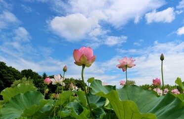 夏の青空に凛として咲く　神秘的なハスの花　古河