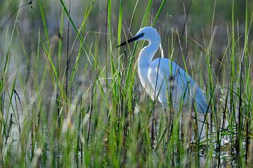 Seidenreiher // Little egret (Egretta garzetta) - Griechenland // Greece