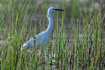 Little egret // Seidenreiher (Egretta garzetta) - Greece