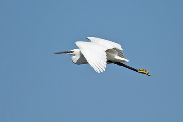 Seidenreiher // Little egret (Egretta garzetta) - Griechenland // Greece