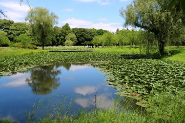 穏やかな水面に青空が映る　夏の公園　風景　古河