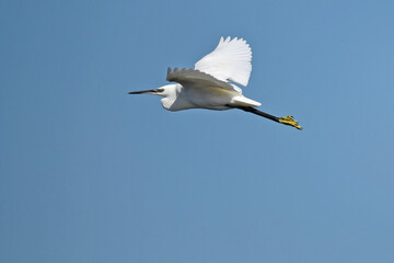 Little egret // Seidenreiher (Egretta garzetta) - Greece