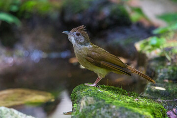 bird  resting on ground in the nature thailand.