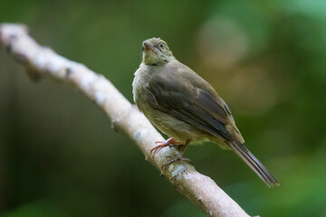 bird  resting on tree in the nature thailand.