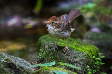 bird takes a shower under a water sprinkler on a hot evening in Thailand.