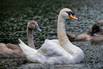 A swan and their cygnet