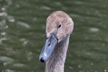 Fototapeta premium Cygnet