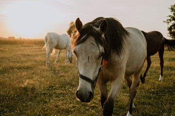 konie na pastwisku o zachodzie słońca w lecie