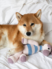 Young funny girl woman playing with her shiba inu set dog in bed in a hotel. Family time friends