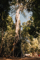 South-East Asian tall Banyan tree viewed from below in Laos