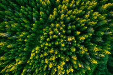 Tree top canopy in forest at summer, aerial drone view