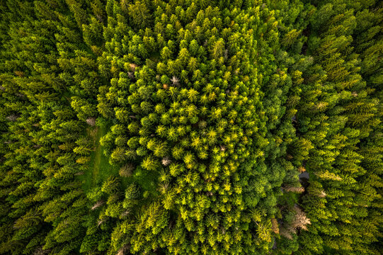 Trees pattern in forest, top down drone view © marcin jucha