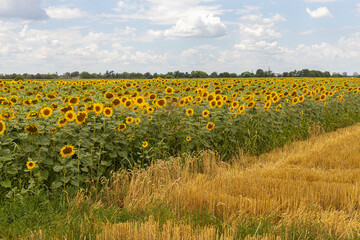 Fototapeta premium Sunflower fields on a sunny day with cloudy sky