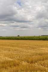 Golden wheat fields on a sunny day with cloudy sky