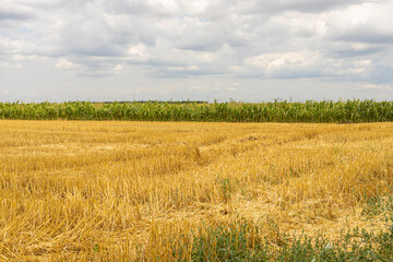 Golden wheat fields on a sunny day with cloudy sky