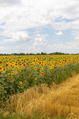 Sunflower fields on a sunny day with cloudy sky