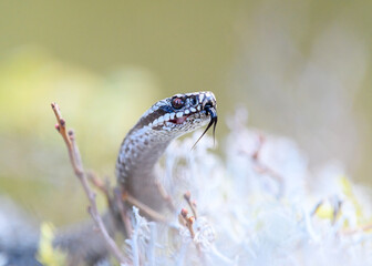 Common European adder (Vipera berus), in forest terrain in springtime, close-up