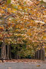Autumn in the Shinjuku Park, Tokyo, Japan.