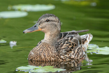 Stokkand ( Anas platyrhynchos )