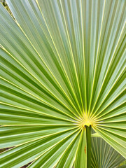 Fototapeta premium Close up of a hemp palm leave (Trachycarpus fortunei) for texture, background.