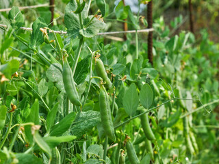 Blurred close-up of a pea crop. The branches, leaves and pods are held together by natural string.