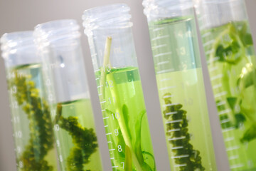 research and Biotech science Scientists are developing research on algae. Bio-energy, biofuel,...