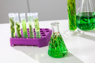 research and Biotech science Scientists are developing research on algae. Bio-energy, biofuel,...