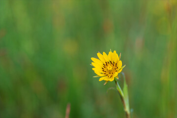 Fiore selvatico di campo di colore giallo che fiorisce in primavera ed estate. Tragopogon pratensis...