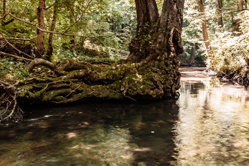 The summer forest is an impenetrable thicket and a forest stream in a mountain gorge.  Impassable blockages of trees roots and logs after high water
